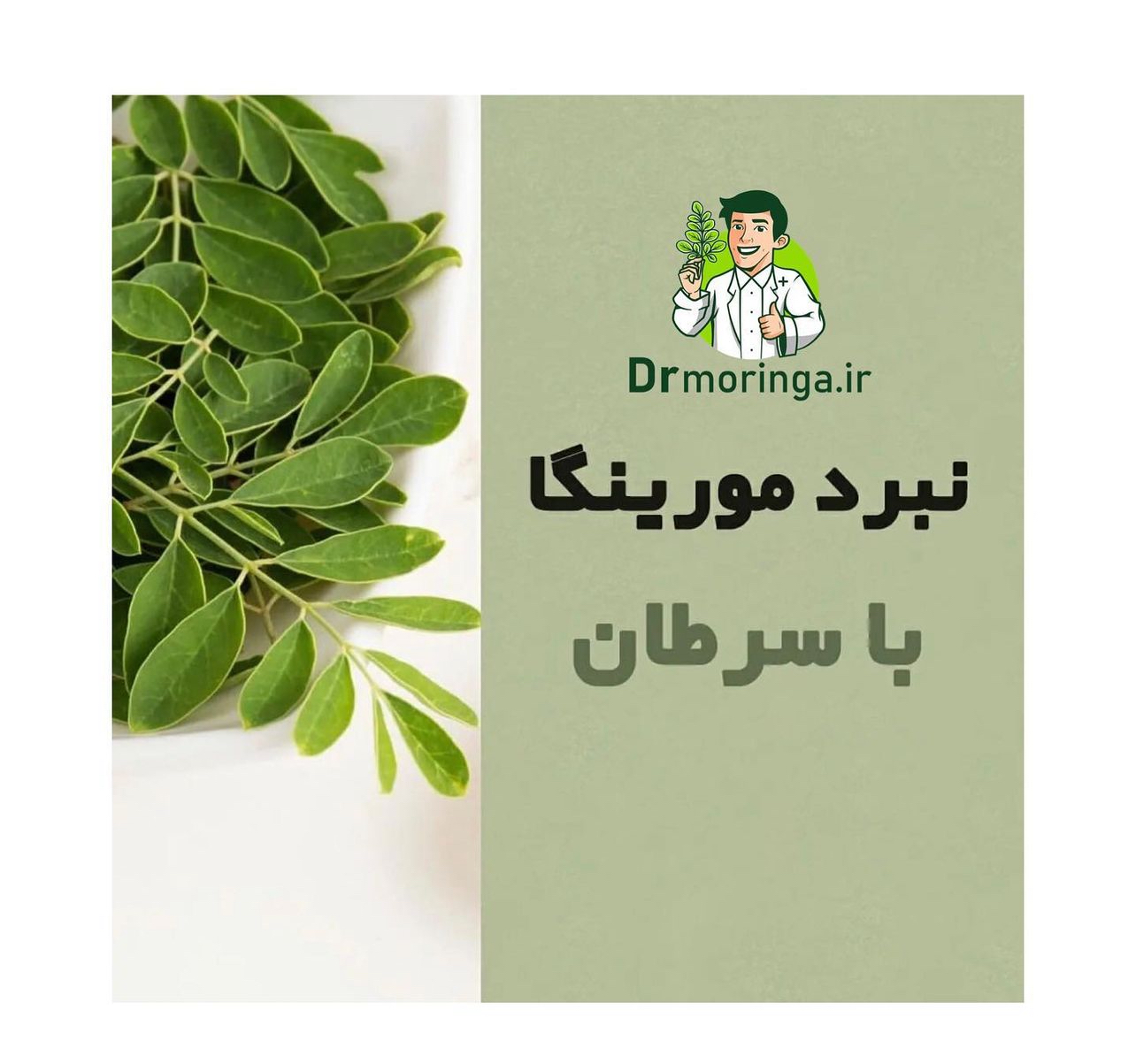 گیاه دارویی مورینگا صد گرمی کد 222