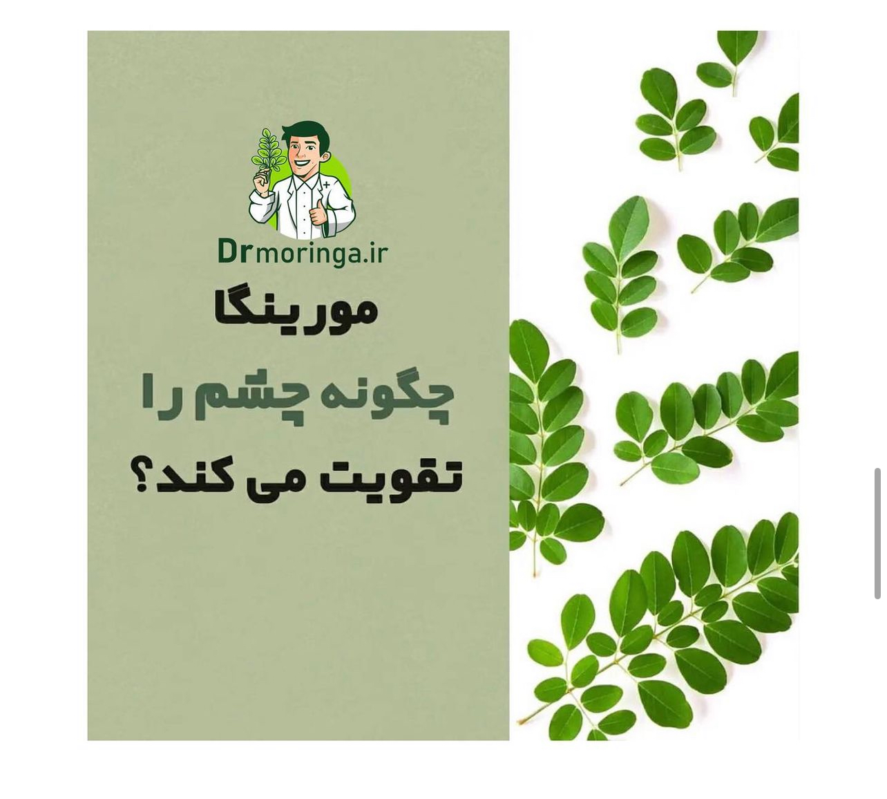 گیاه دارویی مورینگا صد گرمی کد 222